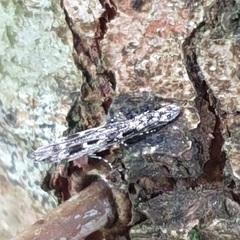 Batrachedra praeangusta