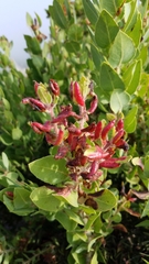Arctostaphylos catalinae