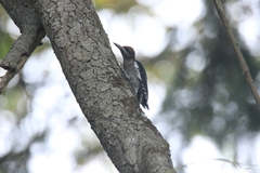 Sphyrapicus ruber