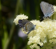 Plebejus melissa