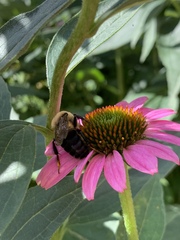 Bombus griseocollis