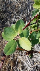 Arctostaphylos catalinae