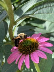 Bombus griseocollis