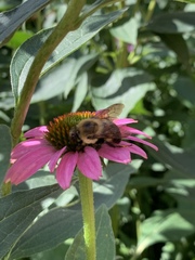 Bombus griseocollis