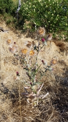 Cirsium occidentale occidentale