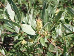 Salix brachycarpa