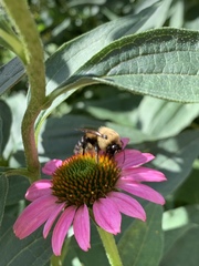 Bombus griseocollis