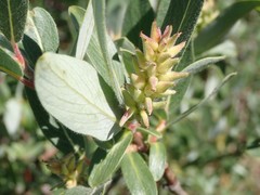 Salix brachycarpa