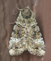 Anaplectoides prasina