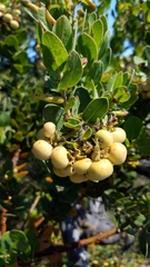 Arctostaphylos catalinae