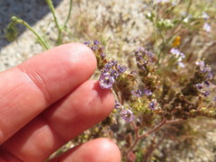 Phacelia pedicellata