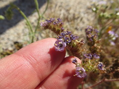 Phacelia pedicellata