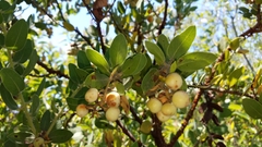 Arctostaphylos catalinae