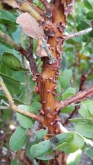 Arctostaphylos catalinae