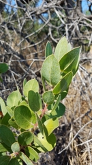 Arctostaphylos catalinae