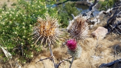 Cirsium occidentale occidentale