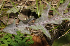 Podosphaera erigerontis-canadensis