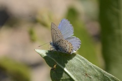 Plebejus melissa