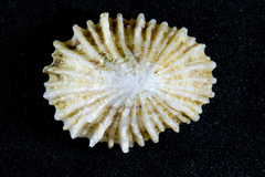 Siphonaria concinna