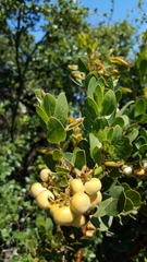 Arctostaphylos catalinae