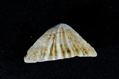 Siphonaria concinna