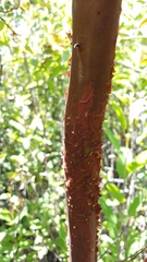 Arctostaphylos catalinae