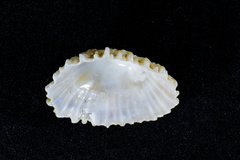 Siphonaria concinna