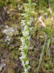 Platanthera ephemerantha