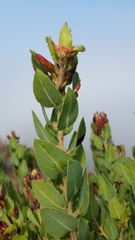 Arctostaphylos catalinae