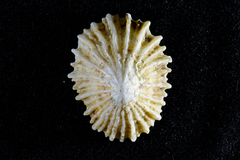 Siphonaria concinna