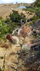 Cirsium occidentale occidentale
