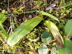 Platanthera ephemerantha