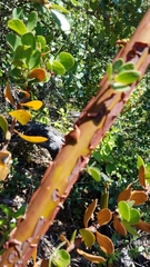 Arctostaphylos catalinae