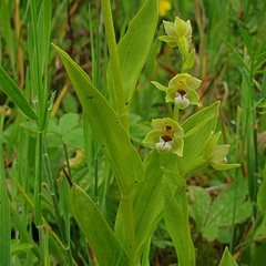 Epipactis dunensis