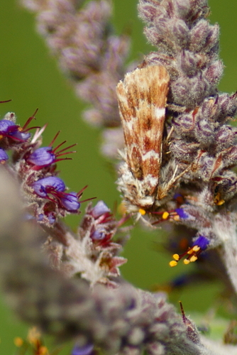 Leadplant Flower Moth photo 2