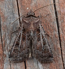 Euxoa divergens