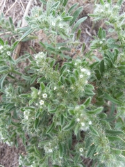 Cryptantha minima