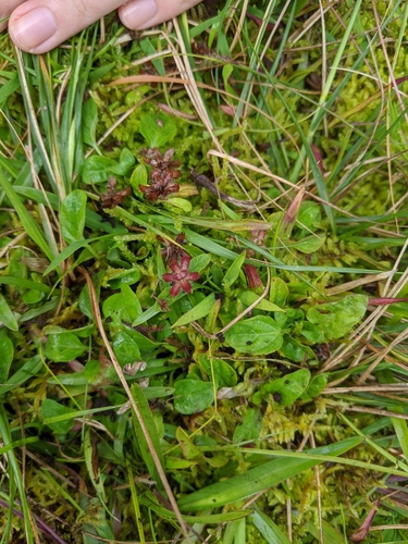 Prunella vulgaris observed 2020-07-14