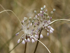 Allium podolicum