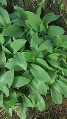 Convallaria