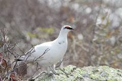 Lagopus muta nadezdae