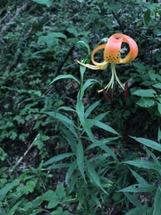 Lilium superbum