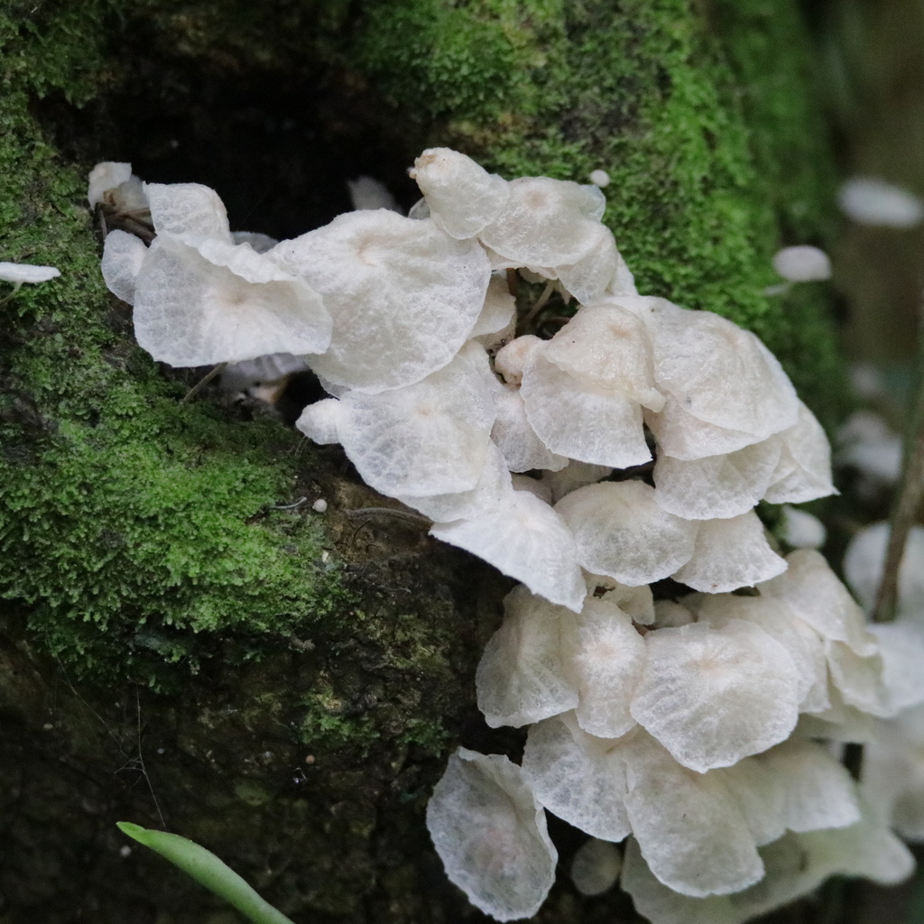 Marasmiellus candidus · July 2020 · photo: © agonzalo (iNaturalist, cc-by)
