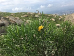 Ericameria pinifolia