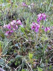 Pedicularis rostratocapitata