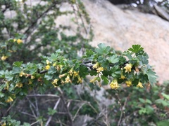 Ribes quercetorum