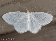 Protitame virginalis