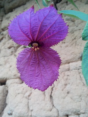 Dalechampia dioscoreifolia