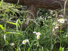 Erigeron philadelphicus