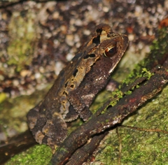 Incilius leucomyos